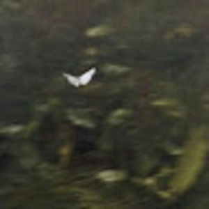 Meet your Posher, Addison